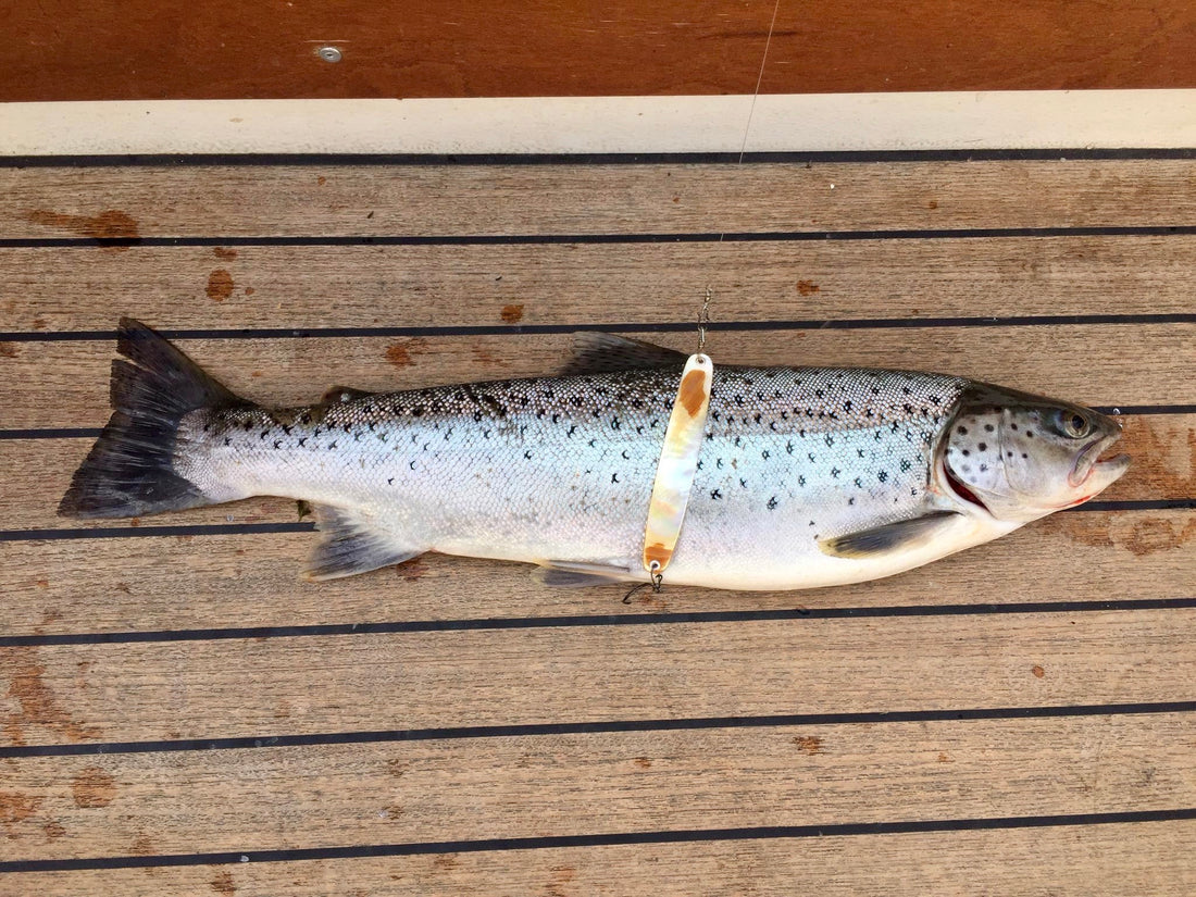 Seeforellen 53 & 56cm Zürichsee