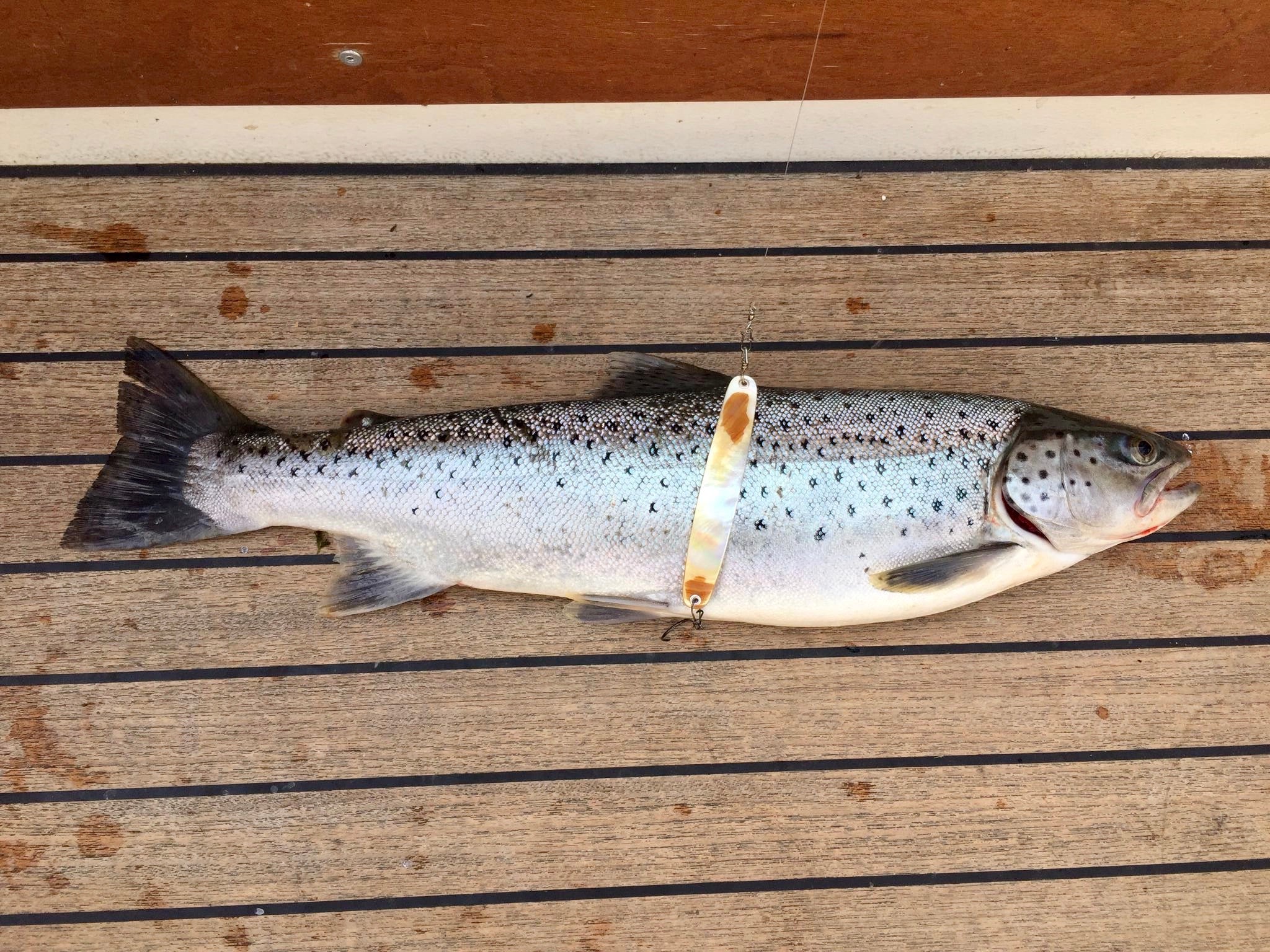 Seeforellen 53 & 56cm Zürichsee