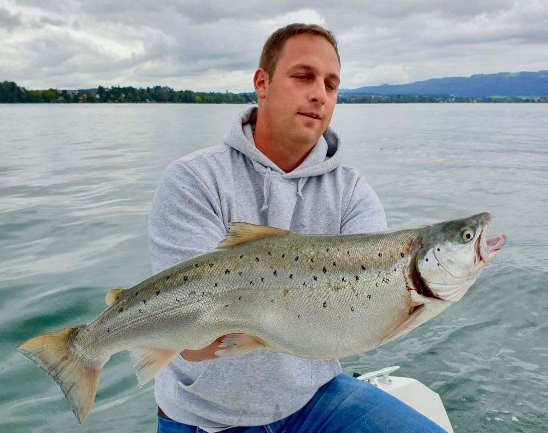 Seeforelle 62cm Bodensee