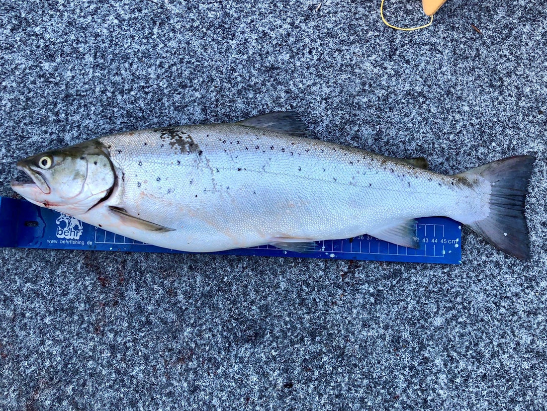 Seeforelle 50+cm Luganersee