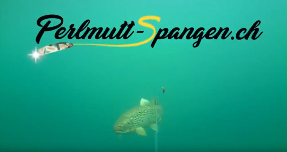 2 Seeforellen Fehlbiss auf Rainbow Perlmutt Spange