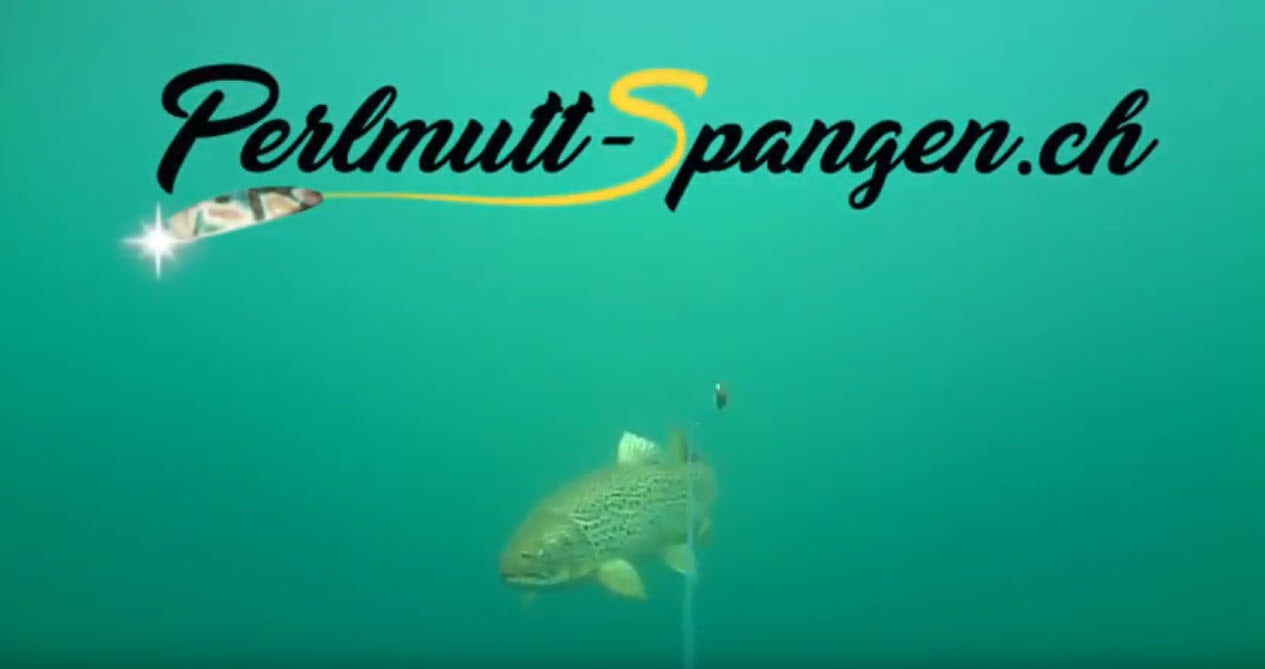 2 Seeforellen Fehlbiss auf Rainbow Perlmutt Spange