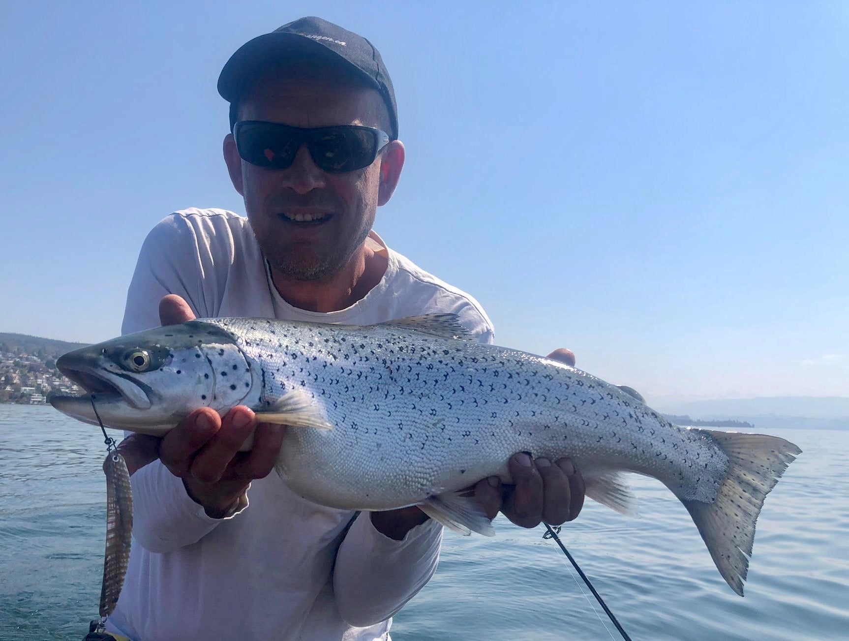 Seeforelle 60cm Zürichsee
