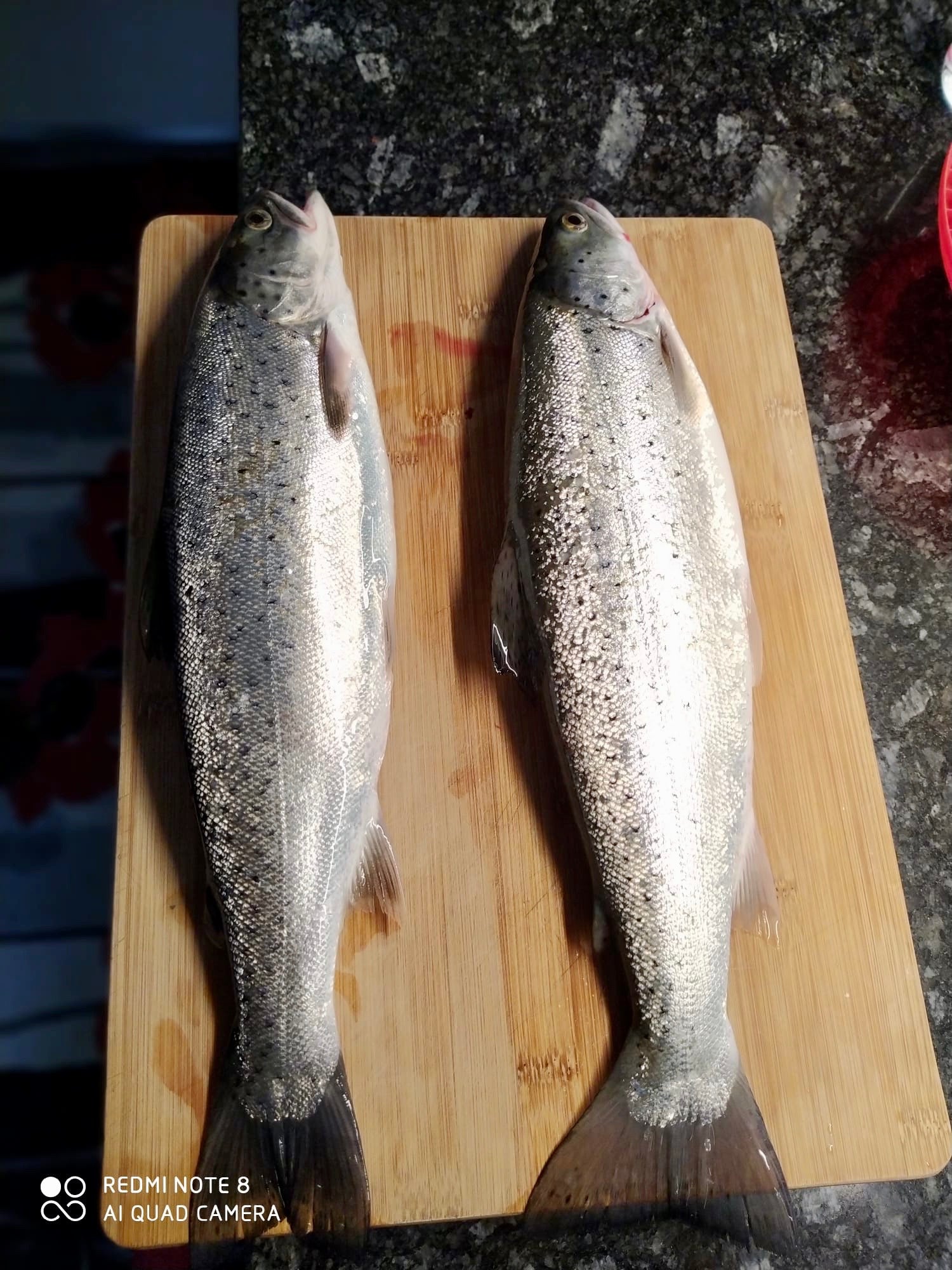 Seeforelle 41 & 42cm Zürichsee