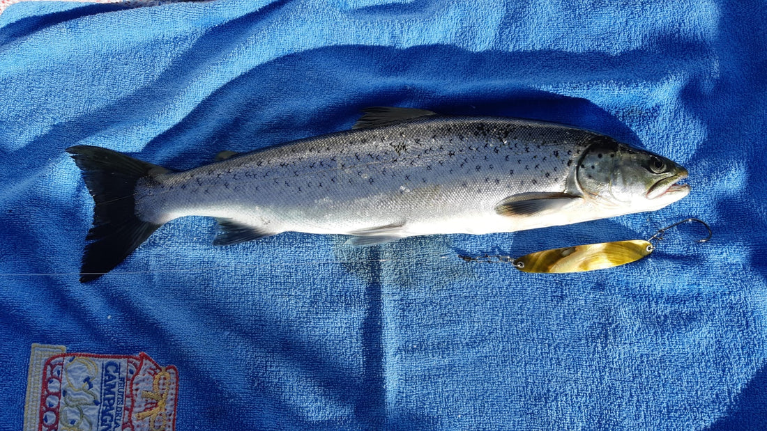 Seeforelle 46cm Lago Maggiore
