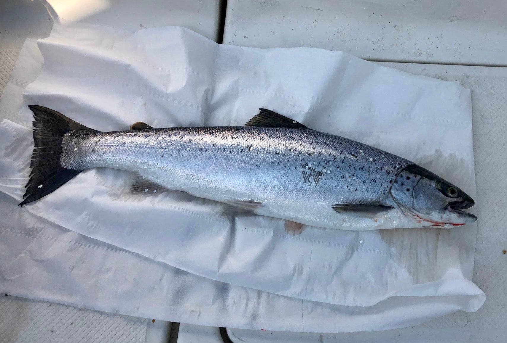 Seeforelle 53cm Genfersee