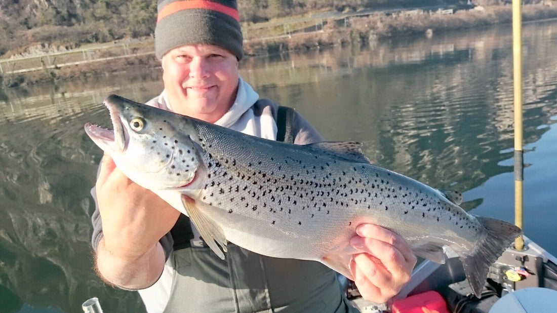 Seeforelle 63cm Luganersee