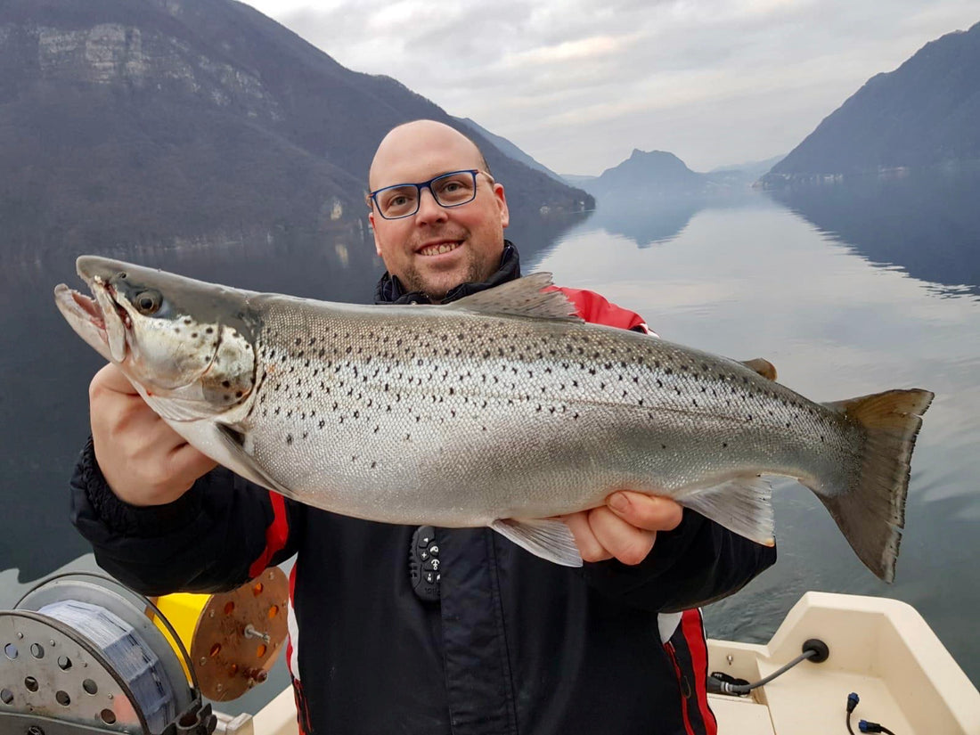 Dicke Seeforelle aus dem Luganersee