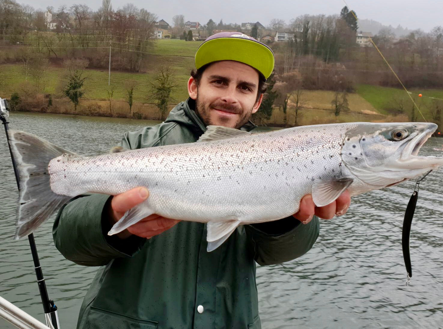 Seeforelle 60cm Hallwilersee