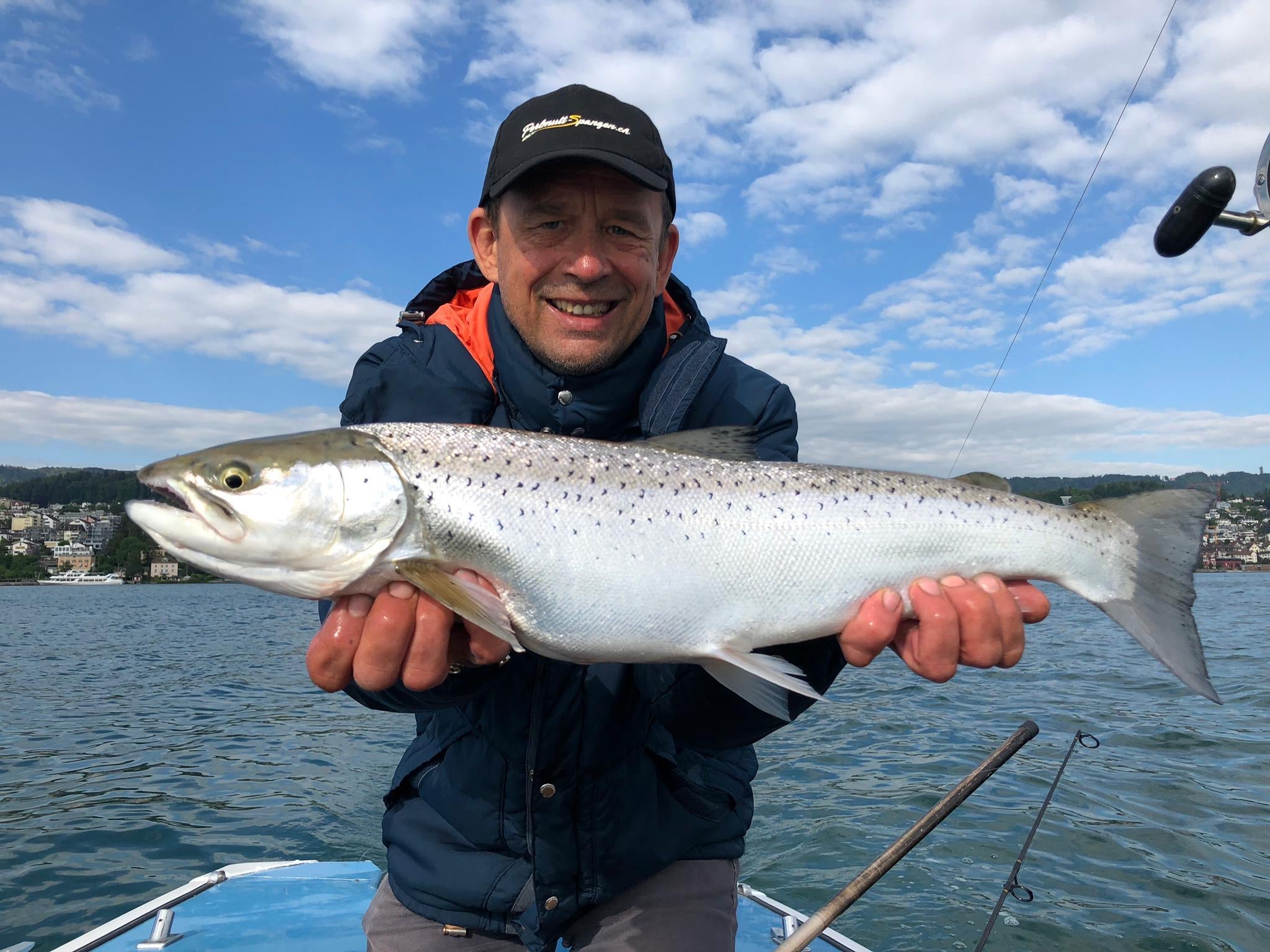 Seeforelle 61cm Zürichsee