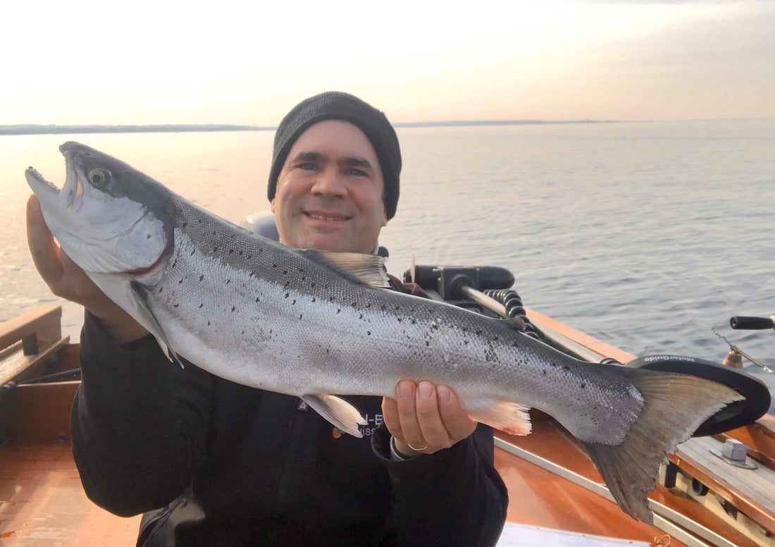 Seeforelle 66cm Bodensee