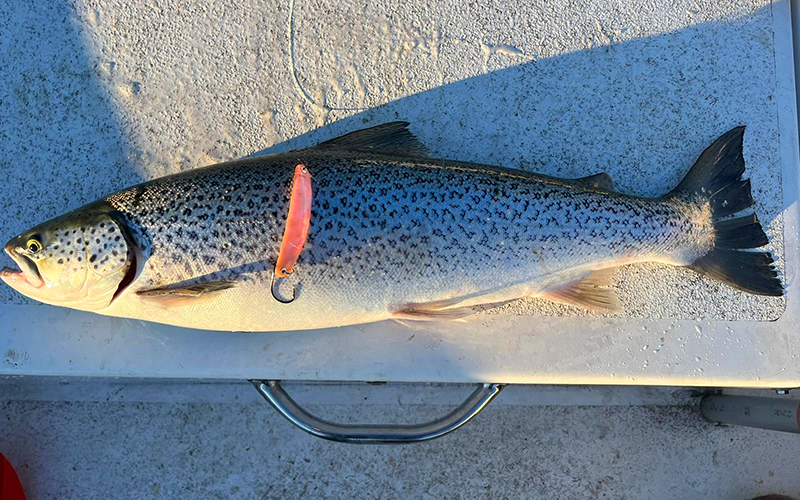 Seeforelle 62cm Lago Iseo