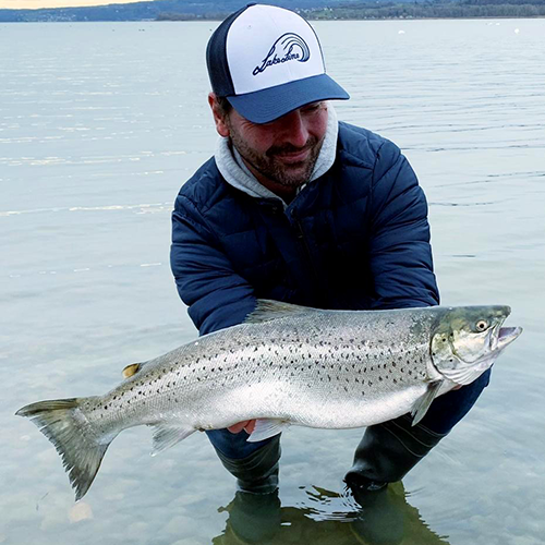 Seeforelle 60cm Bodensee