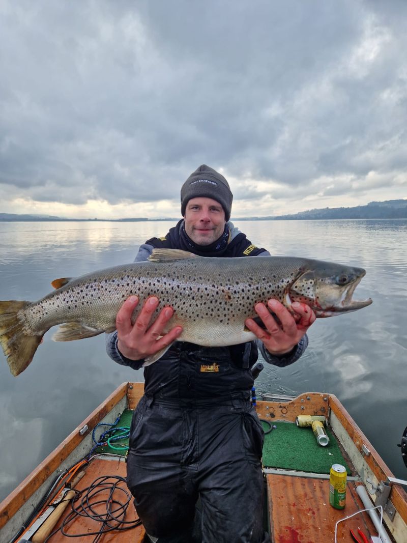 Seeforelle 80cm