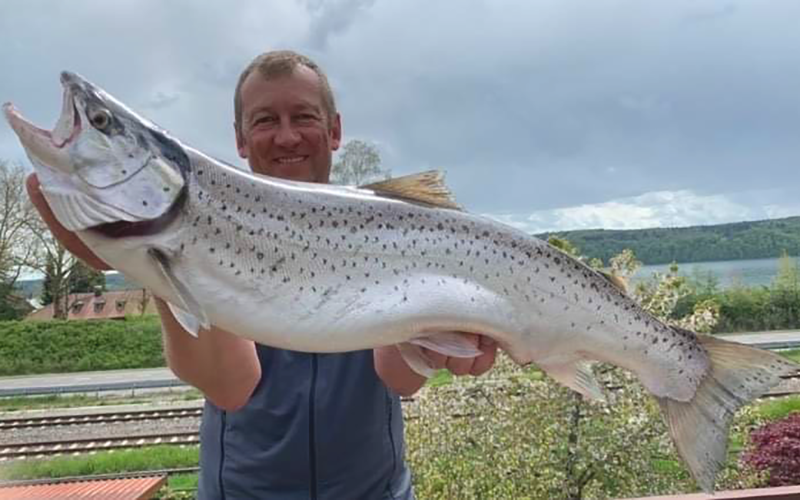 Seeforelle 72cm Bodensee