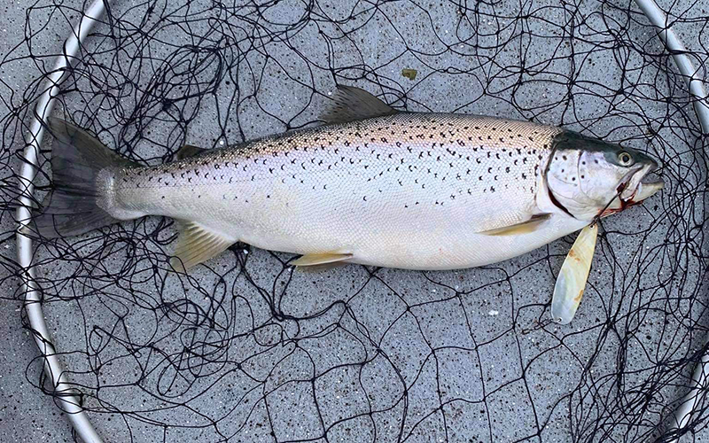 Seeforelle 60+cm Bodensee