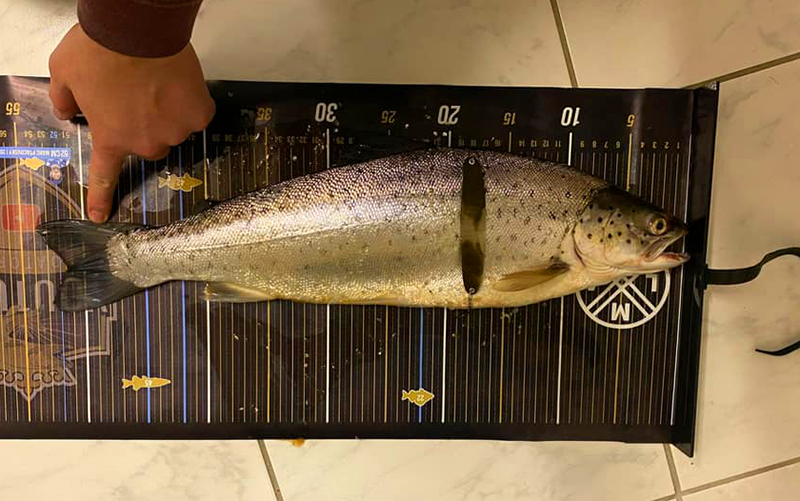 Seeforelle 54cm Zürichsee