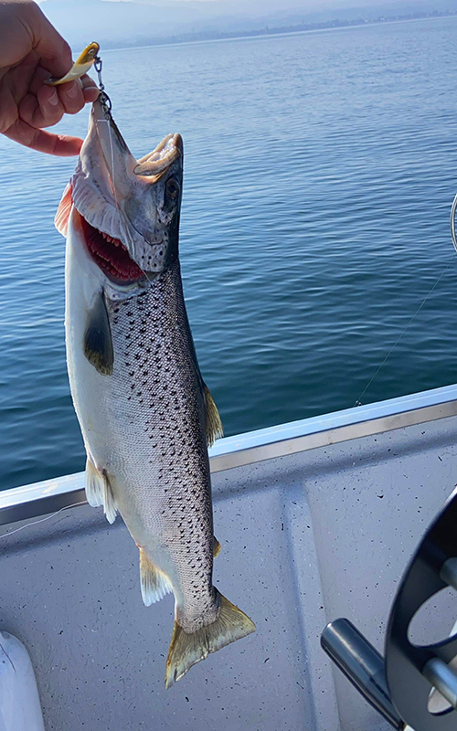 Seeforelle 60cm Bodensee