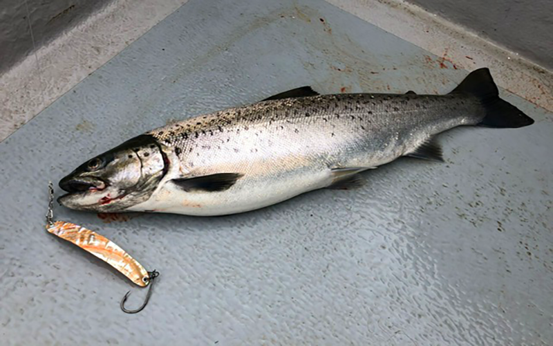 Seeforelle 51cm Bodensee