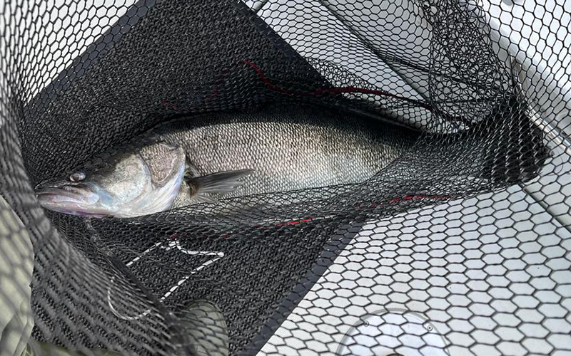 Zander 95cm Lago Maggiore