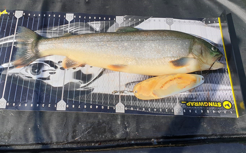 Seesaibling 40cm Faaker See