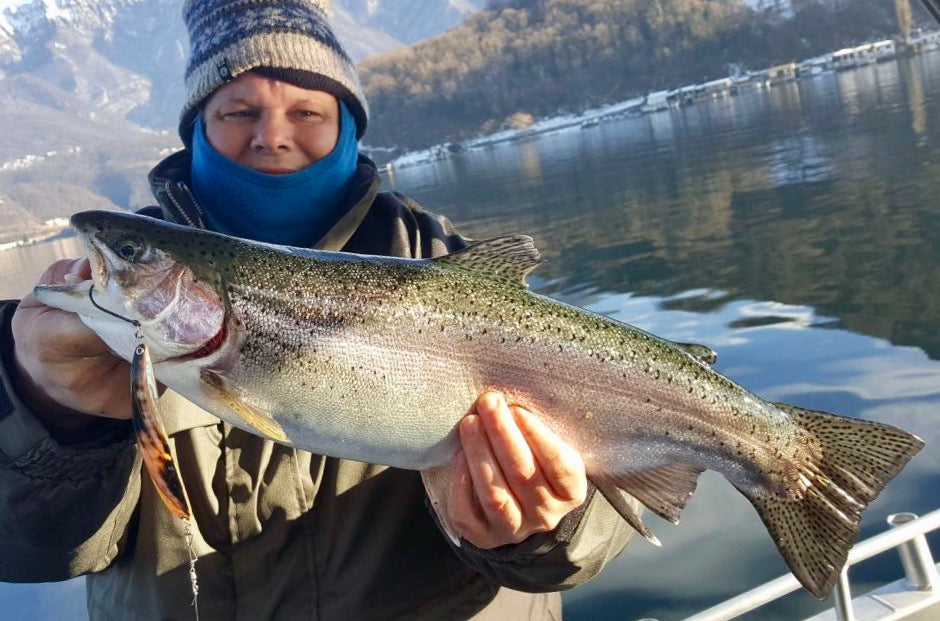 Regenbogenforelle 52cm Luganersee