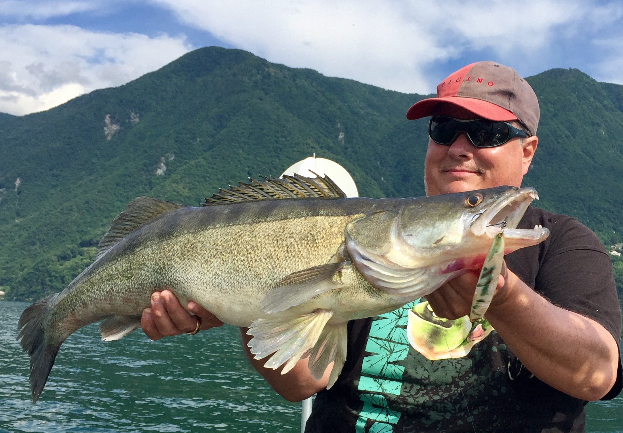 Zander 78cm
