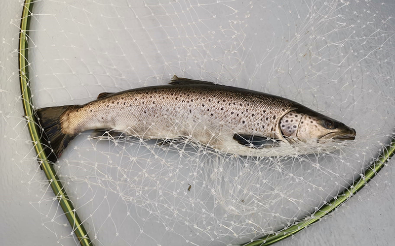 Seeforelle 58cm Bodensee