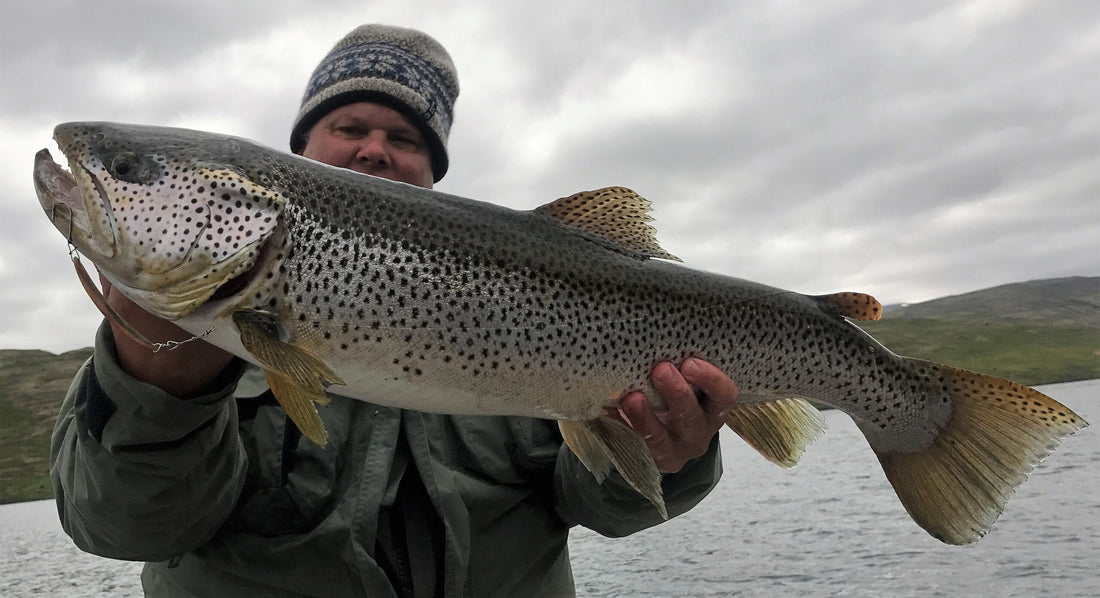 Brown Trout Seeforelle 80cm
