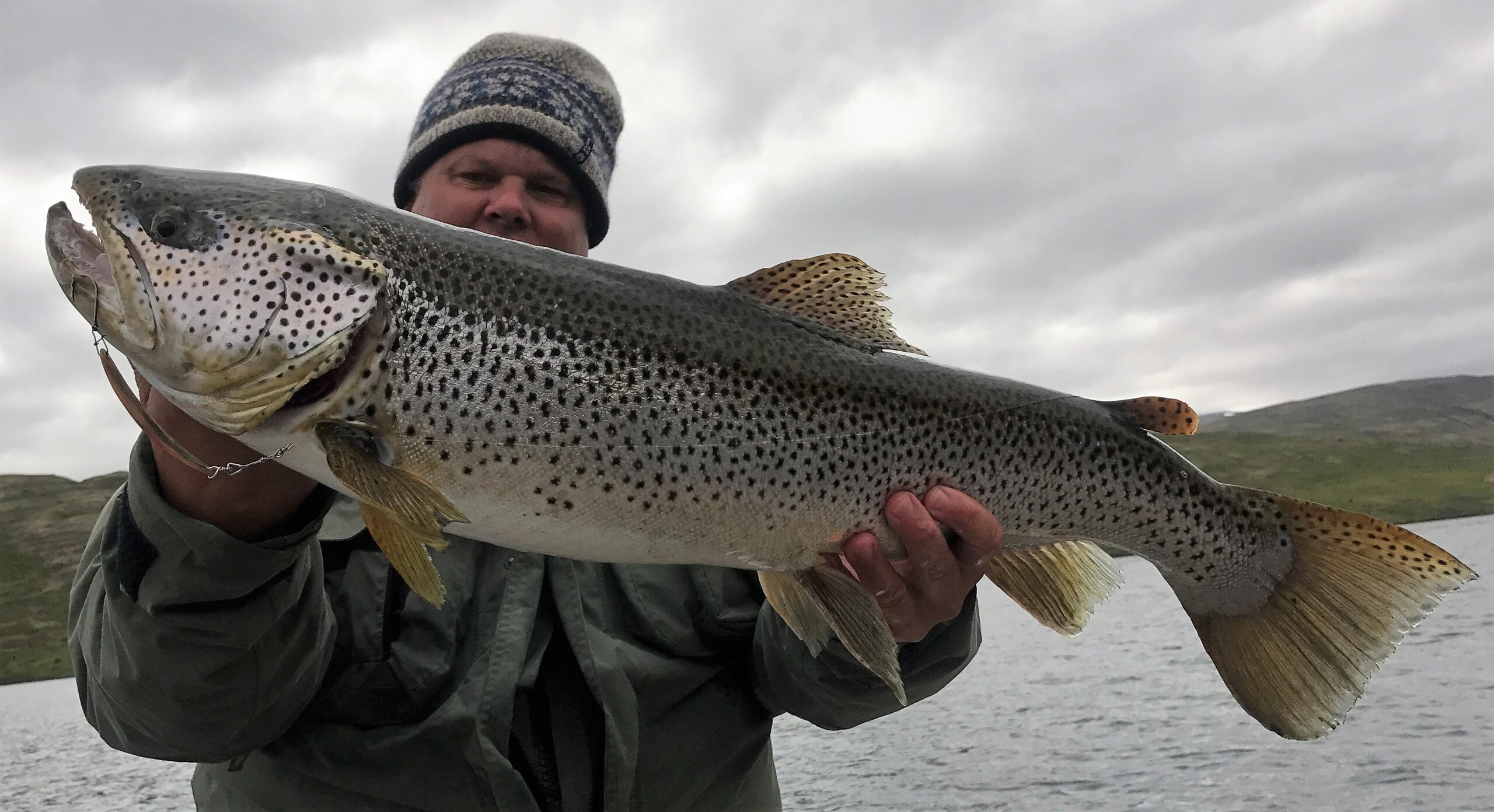 Brown Trout Seeforelle 80cm