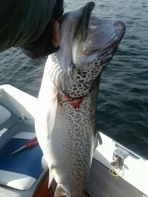 Seeforelle 70cm Lago Maggiore
