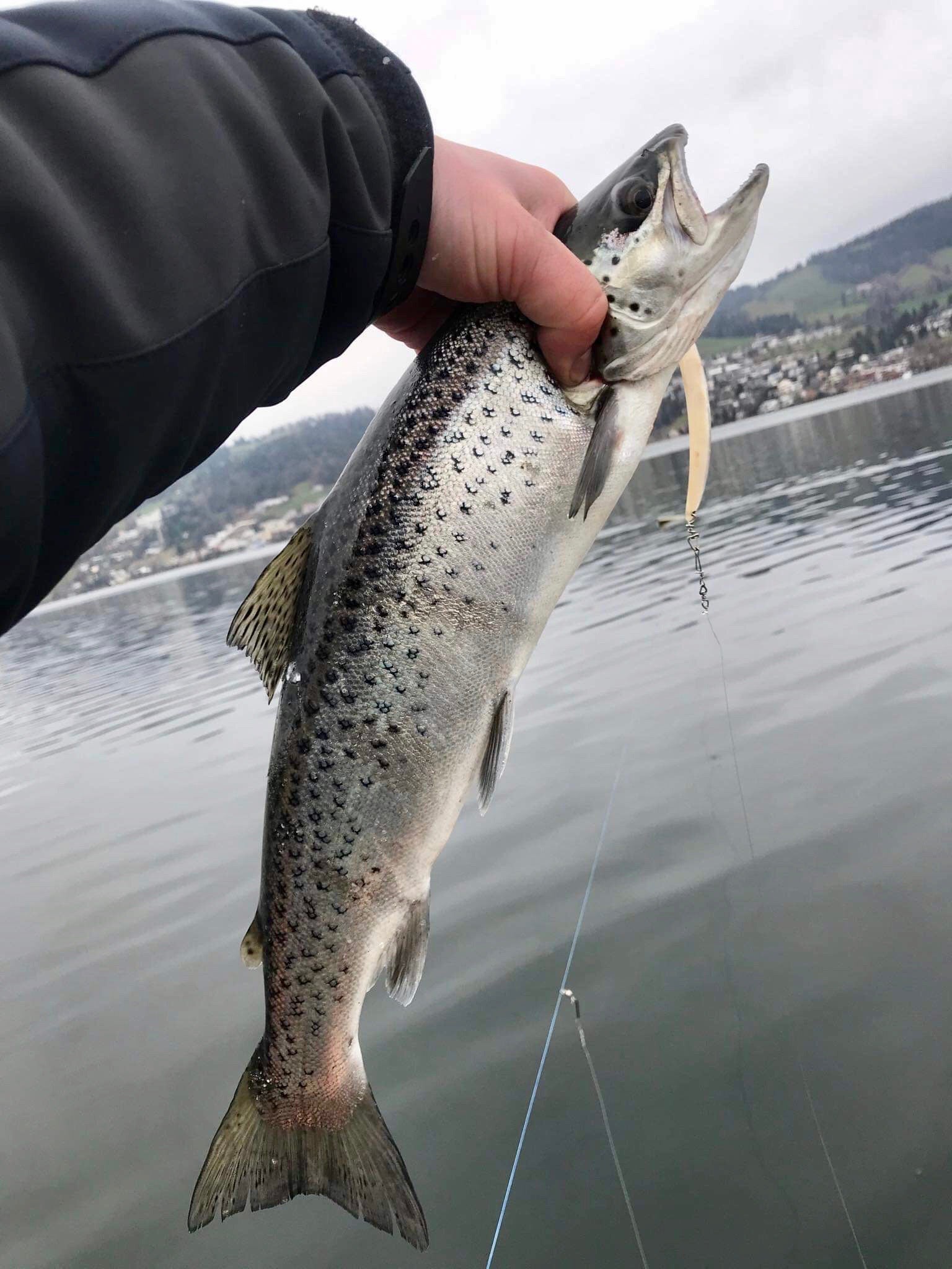 Seeforelle 49cm Ägerisee
