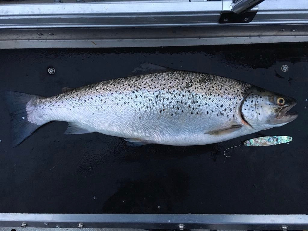 Seeforelle 56cm Luganersee
