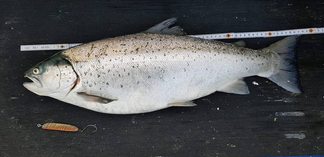 Seeforelle 67,5cm Bodensee