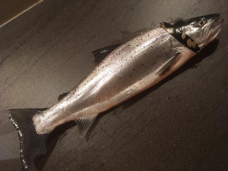 Seeforelle 55cm Bodensee