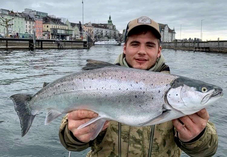 Seeforellen 68, 62, und 56cm Bodensee