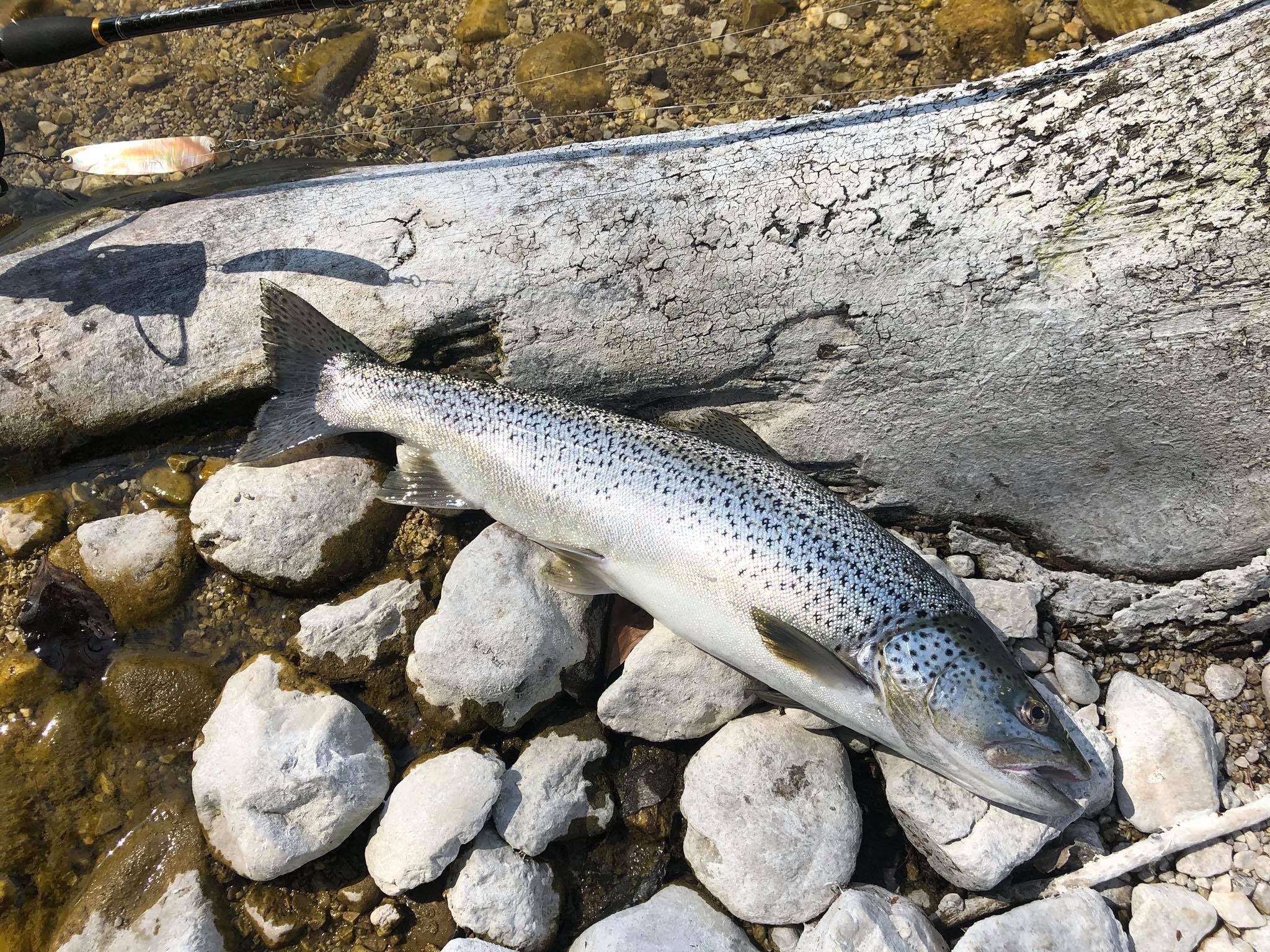 Seeforelle 57cm Salzkammergut