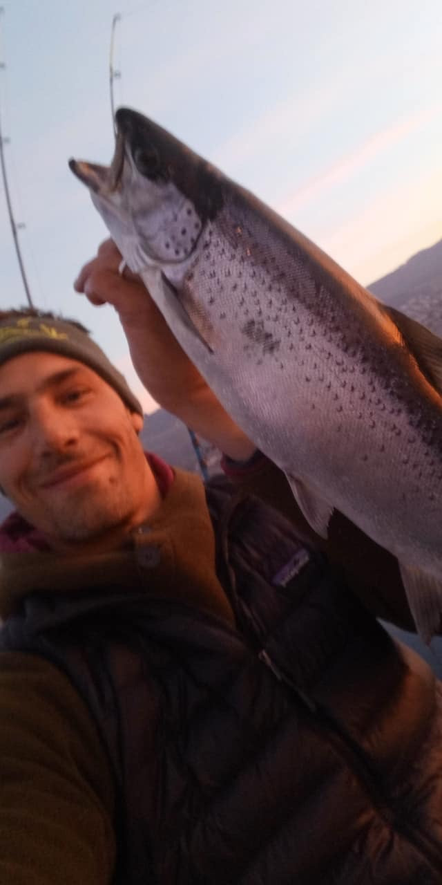 Seeforelle 52cm Bodensee