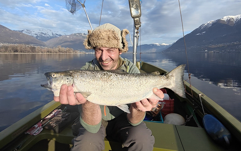 Seeforelle 51cm Lago Maggiore