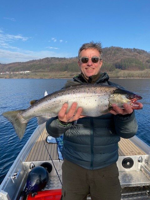 Seeforelle 60cm Bodensee