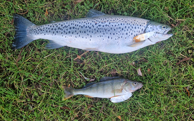 Seeforelle 56cm Sarnersee