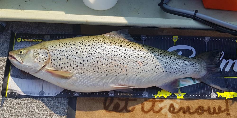 Seeforelle 65cm Comersee