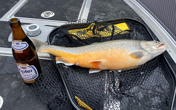 Saibling 64cm Österreich