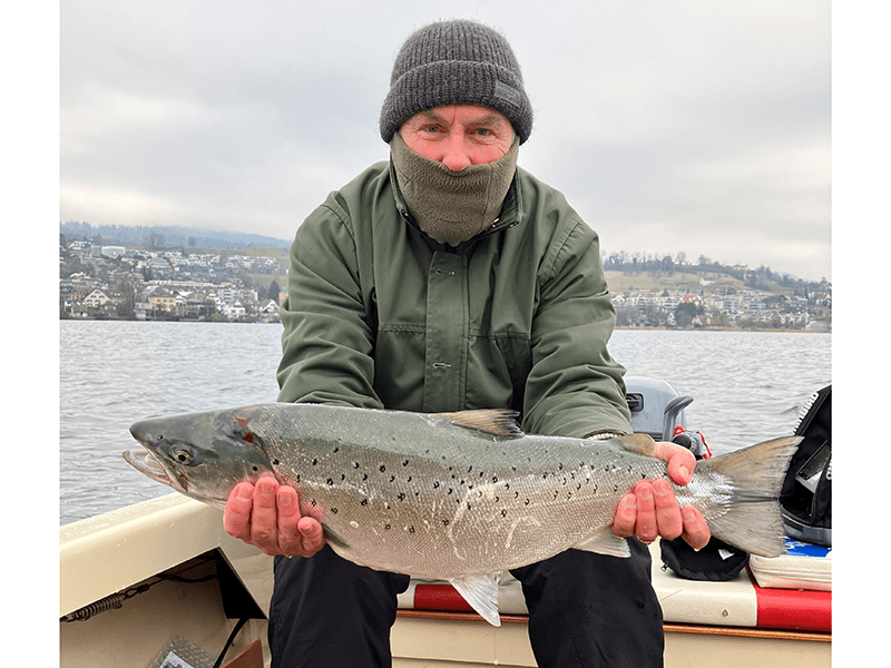 Seeforelle 70cm Zürichsee