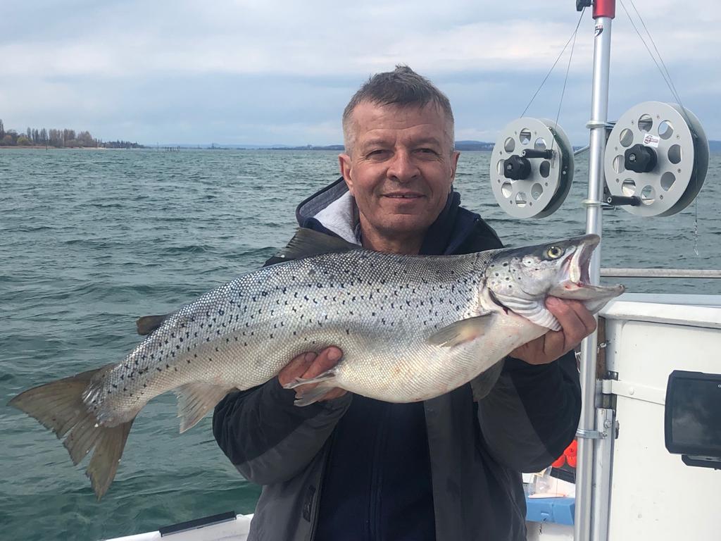 Seeforelle 70cm+ Bodensee
