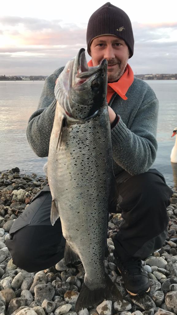 Seeforelle 83cm Bodensee