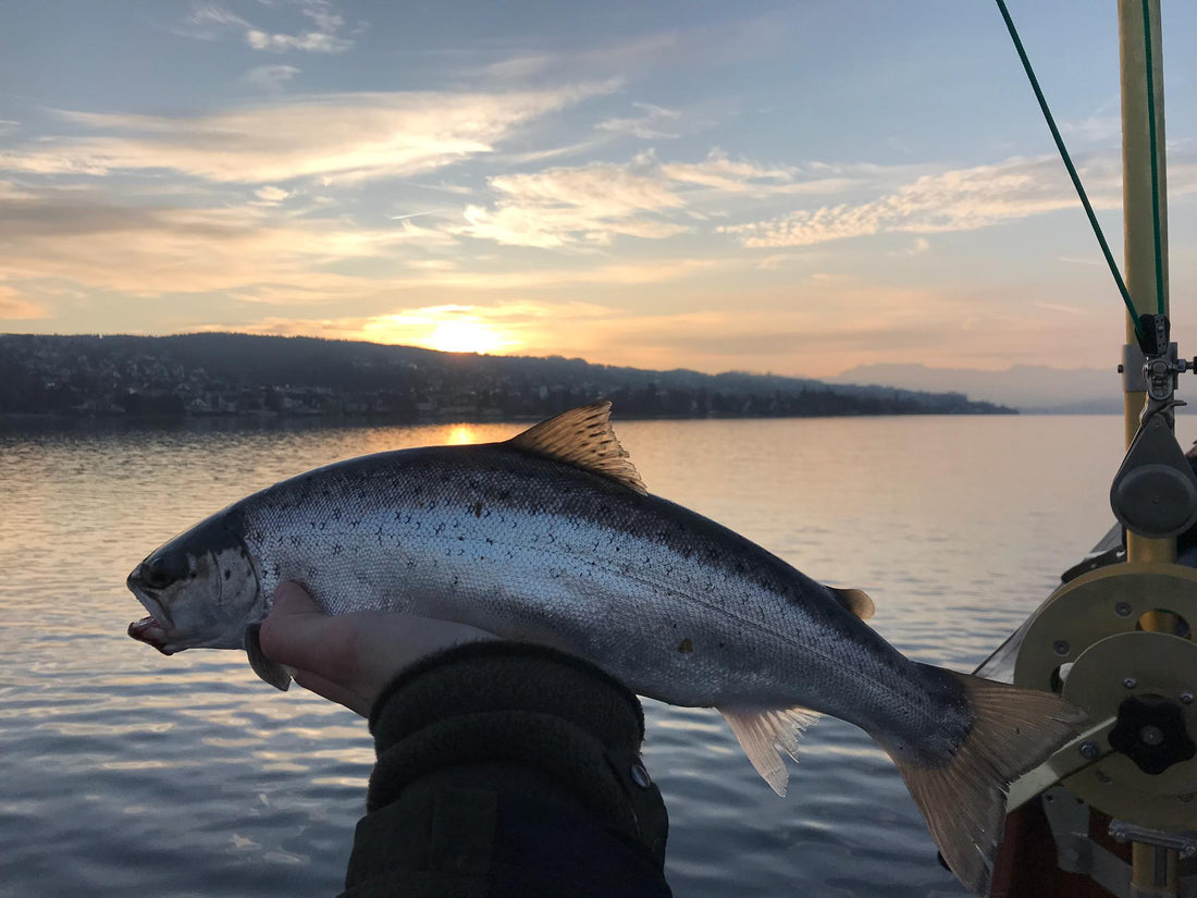 Seeforelle 47cm Zürichsee