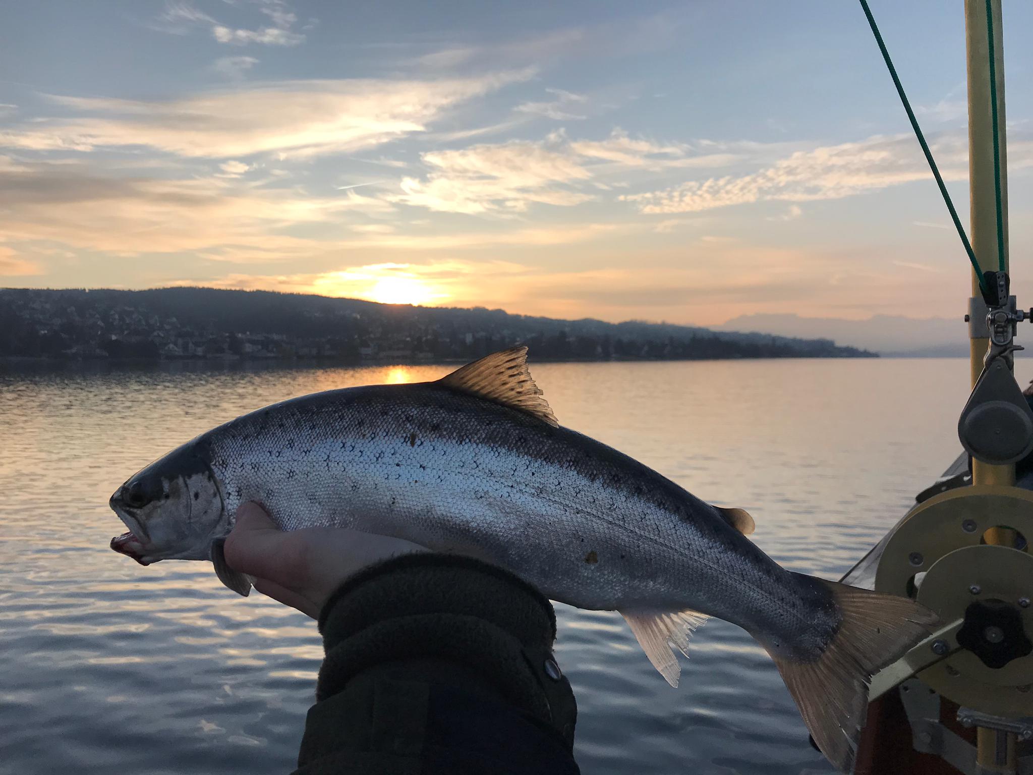 Seeforelle 47cm Zürichsee