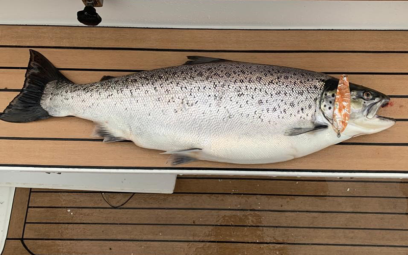 Seeforelle 70cm Bodensee