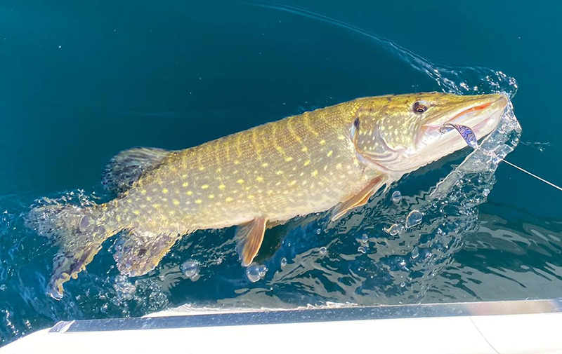 Hecht 80cm+ Vierwaldstättersee